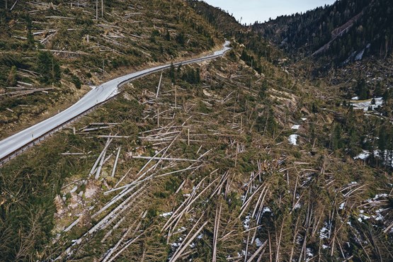 Holz bis zum Abwinken: Eine Schneise der Verwüstung hinterliess der Sturm Vaia in Norditalien. Daraus lässt sich Zellulose gewinnen – auch in der Schweiz.Bild: Keystone