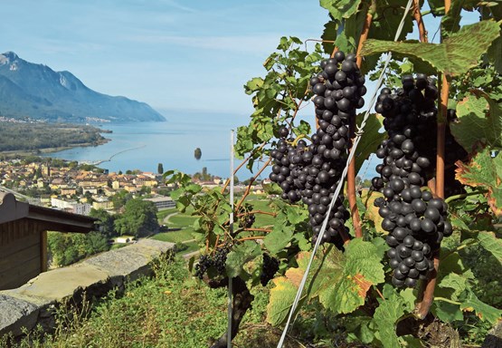 Les vignes du domaine Bertholet surplombent le Léman. C’est là que le couple a installé une terrasse sur laquelle ils organisent des événements gourmands au fil des saisons.Photo: dr