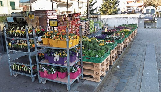 Wettbewerbsverzerrung der ganz üblen Art: Während Gartencenter schliessen mussten, verkaufen Grossverteiler – hier Coop – ungerührt weiter. Bild: zVg