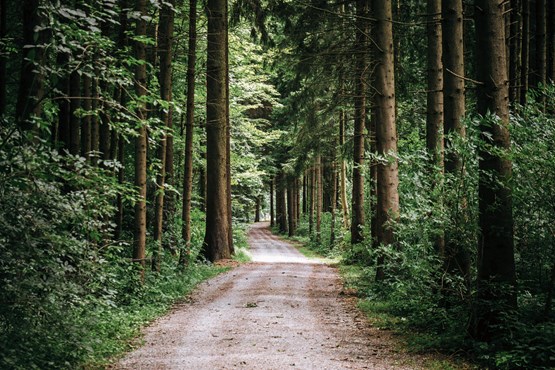 Une forêt dans le canton de Zurich. Mais oui, cela existe! Photo: Patrick Robert Doyle/Unsplash