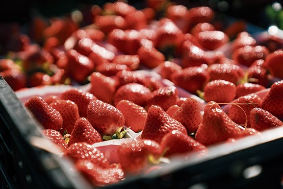 Trotz Corona feine Erdbeeren aus der Region: Mit einer ausserordentlichen Kampagne unterstützt der Obstverband die rund 400 Produzentinnen und Produzenten. Bild: zVg