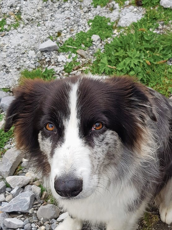 Le chien joueur Ben.Photo: Ulysse OG