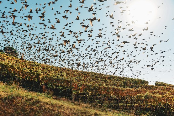Pour que les PME suisses puissent continuer de s’envoler à l’international sans entraves ni rétorsions…Photo: 123RF