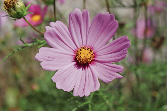 Auch in den schweren Zeiten des Lockdowns waren Blumen die idealen Stimmungsaufheller. Im Bild: Cosmea (Schmuckkörbchen). Bilder: Adrian Uhlmann