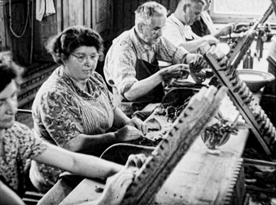 Heute noch spannend – Zeitzeugen in Bild und Ton: «Stumpenkrieg» (0539-1), Beitrag der Schweizer Filmwochenschau vom 12.09.1952.Filmstill: Cinémathèque suisse, Schweizer Bundesarchiv